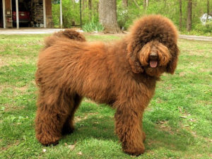 labradoodle-dog-pet