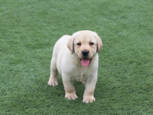 labrador-retriever-dog-1