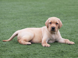 labrador-retriever-dog-2