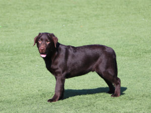 labrador-retriever-dog